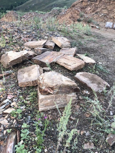 Плитняк кора дерева 50-100мм для пошаговых дорожек купить в Курске